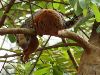 écureuil du costa rica, 2018