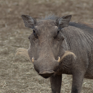 Facochère, afrique du sud, 2015