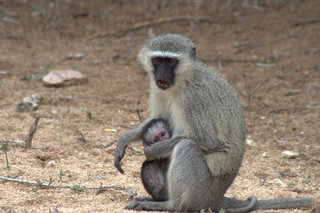 Maman singe et son bébé, Afrique du sud, 2015