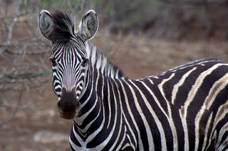 Zèbre, afrique du sud