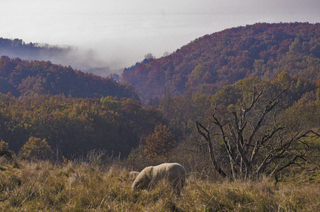 Mouton dans les valons, région de montauban