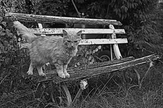 Chat sur un banc, Noir et blanc